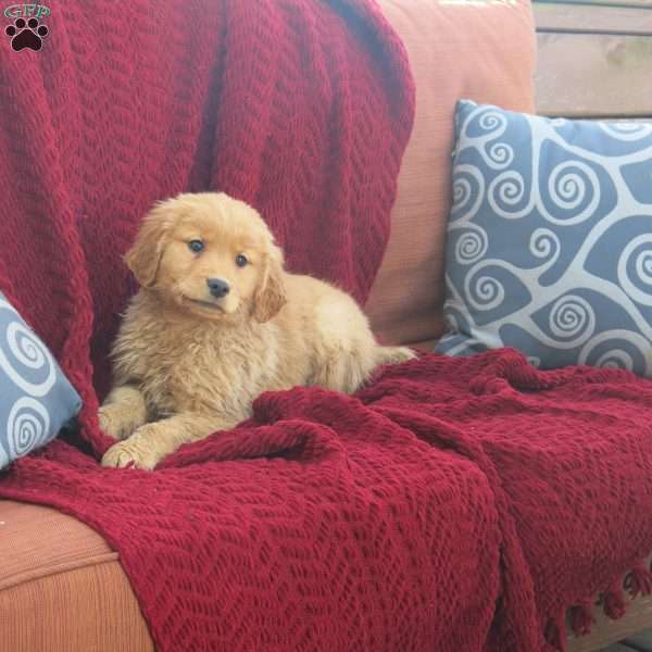 Ricky, Golden Retriever Puppy