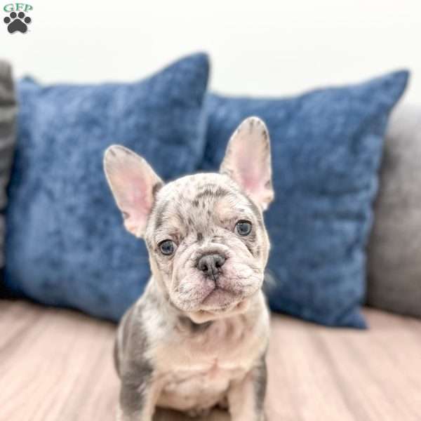 Duke, French Bulldog Puppy