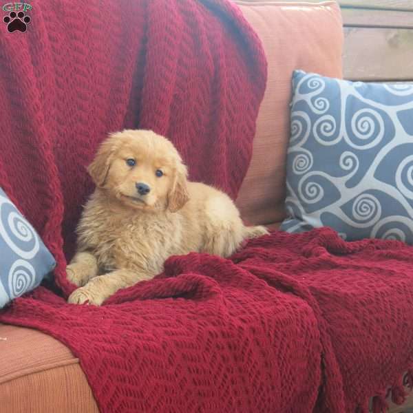 Riley, Golden Retriever Puppy