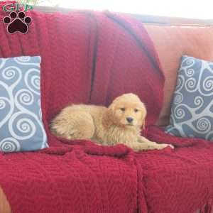 Ricky, Golden Retriever Puppy