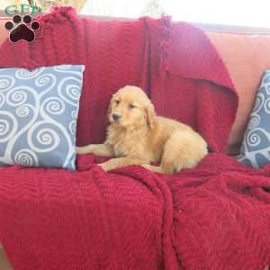 Rio, Golden Retriever Puppy