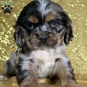 Tober, Cocker Spaniel Puppy