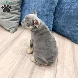 Marco, French Bulldog Puppy