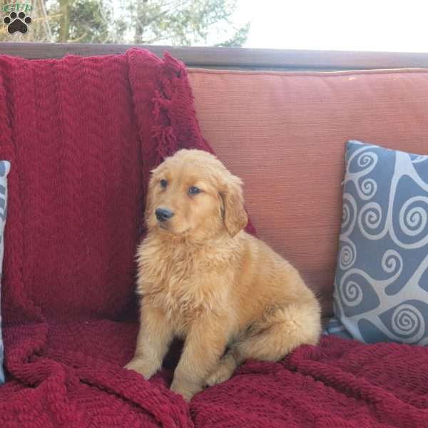 Rio, Golden Retriever Puppy