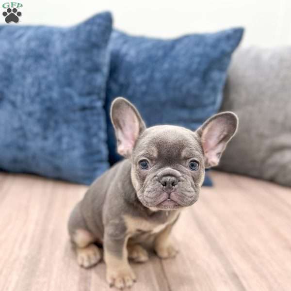 Marco, French Bulldog Puppy