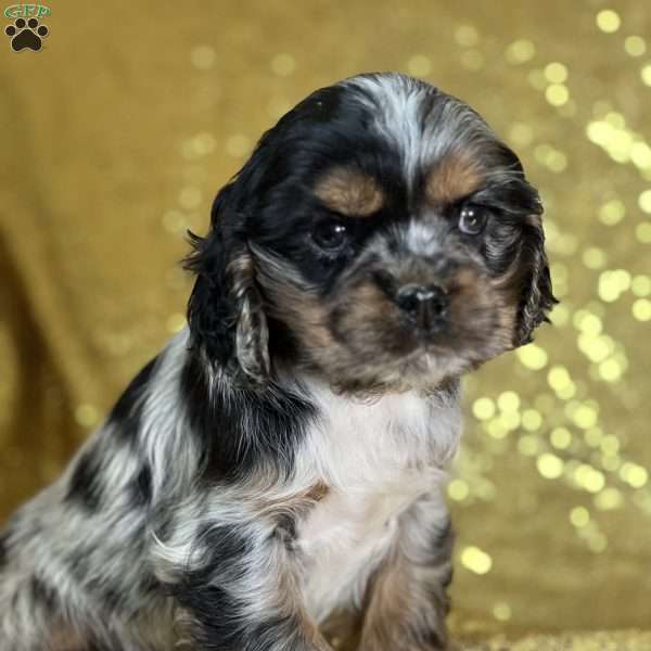 Tober, Cocker Spaniel Puppy