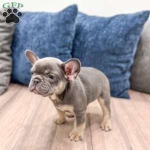 Marco, French Bulldog Puppy