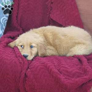 Rio, Golden Retriever Puppy