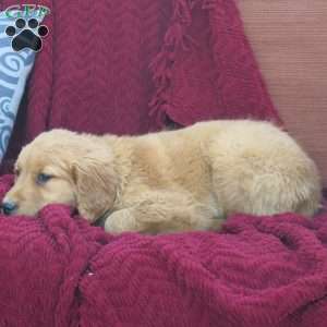 Rio, Golden Retriever Puppy