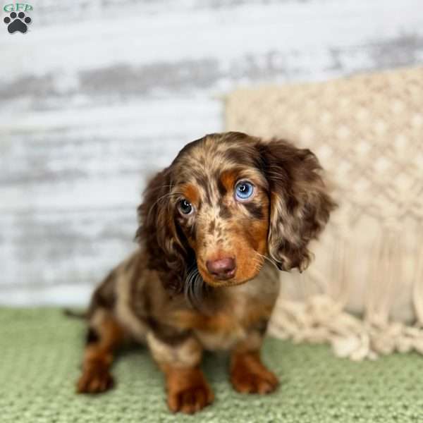 Banks- mini, Dachshund Puppy