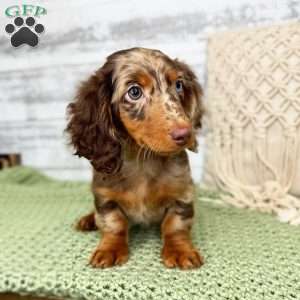 Banks- mini, Dachshund Puppy