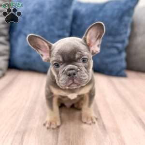 Marco, French Bulldog Puppy