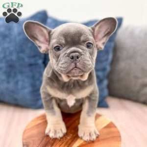 Marco, French Bulldog Puppy