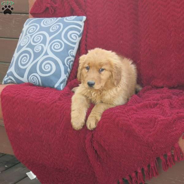 Rocket, Golden Retriever Puppy