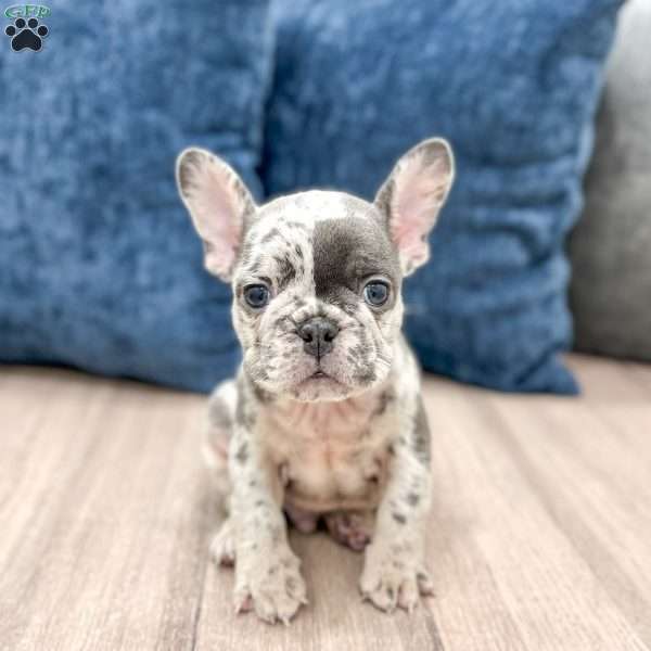 Oliver, French Bulldog Puppy