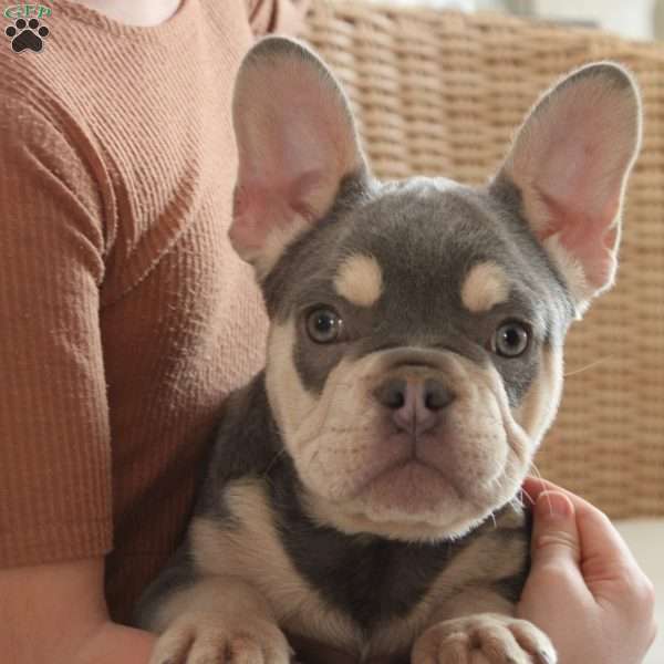 Ginger, French Bulldog Puppy