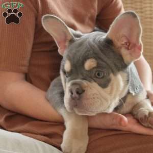 Ginger, French Bulldog Puppy