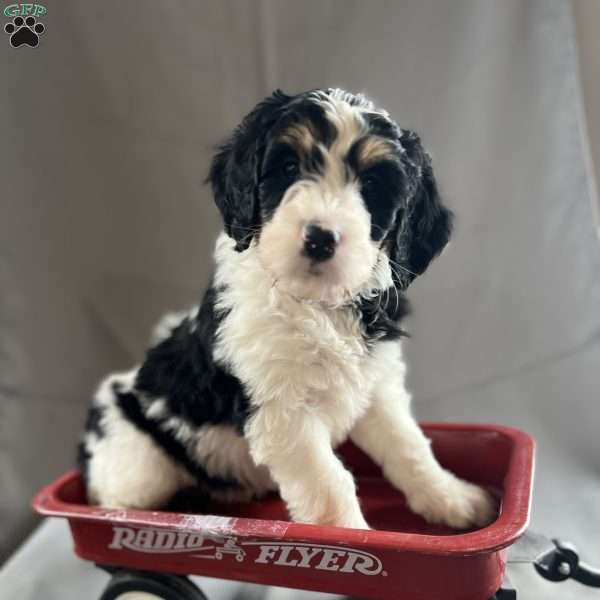 Oreo, Bernedoodle Puppy