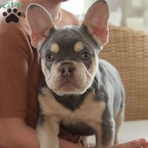 Ginger, French Bulldog Puppy