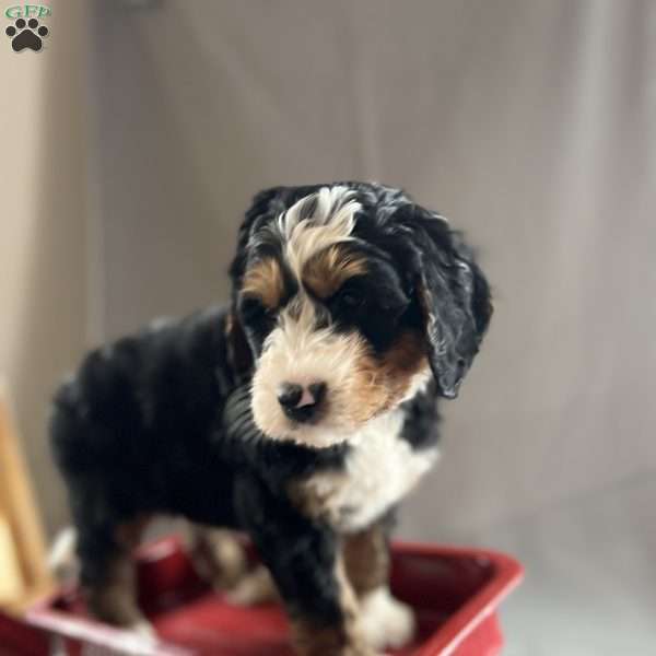 Harry, Bernedoodle Puppy