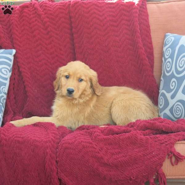 Ranger, Golden Retriever Puppy