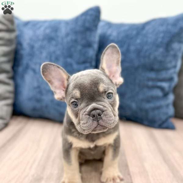 Kash, French Bulldog Puppy