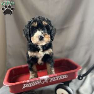 Black brownie, Bernedoodle Puppy