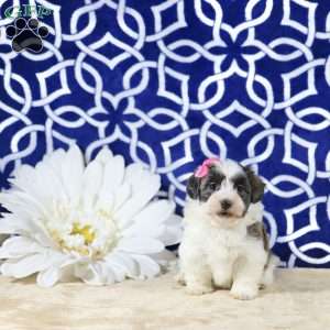 Nyla, Havanese Puppy