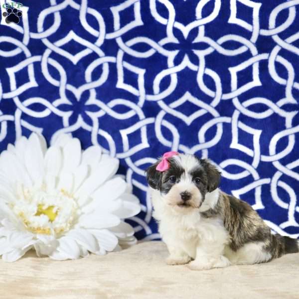 Nyla, Havanese Puppy