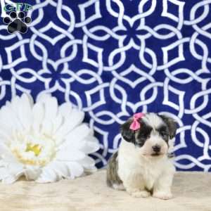 Nyla, Havanese Puppy