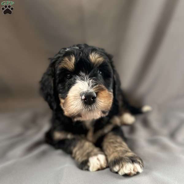 Black brownie, Bernedoodle Puppy