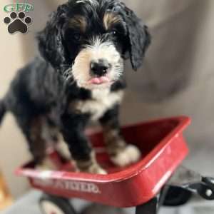 RJ, Bernedoodle Puppy