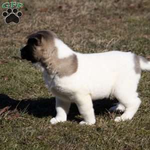 Lacy, Akita Puppy