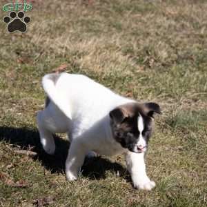 Lacy, Akita Puppy