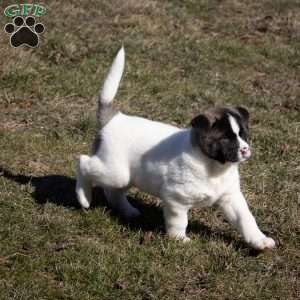 Lacy, Akita Puppy