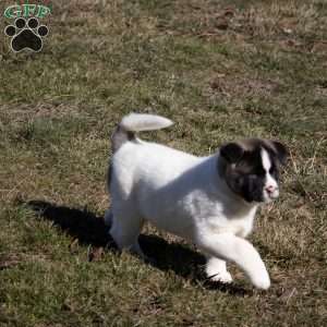 Lacy, Akita Puppy