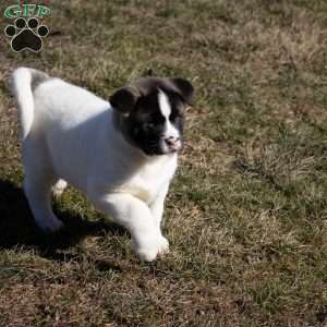 Lacy, Akita Puppy