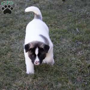 Lacy, Akita Puppy