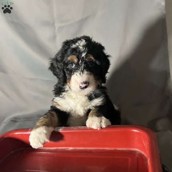 Albus D, Bernedoodle Puppy