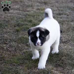 Lacy, Akita Puppy