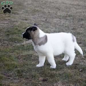 Lacy, Akita Puppy