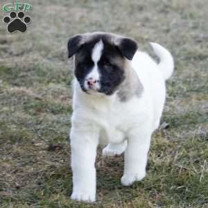 Lacy, Akita Puppy