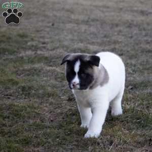 Lacy, Akita Puppy