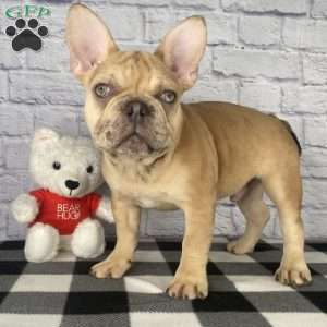 Mack, French Bulldog Puppy