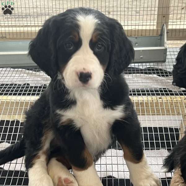 Jackie, Bernedoodle Puppy