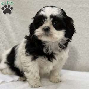 Jasmine, Shih Tzu Puppy