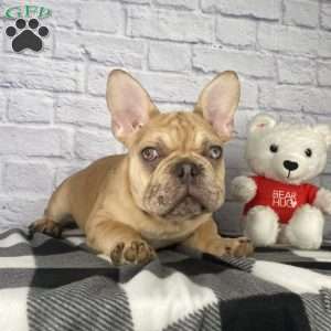 Mack, French Bulldog Puppy