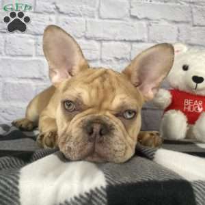 Mack, French Bulldog Puppy