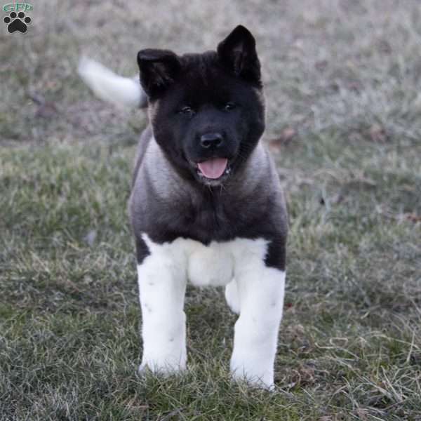 Loki, Akita Puppy