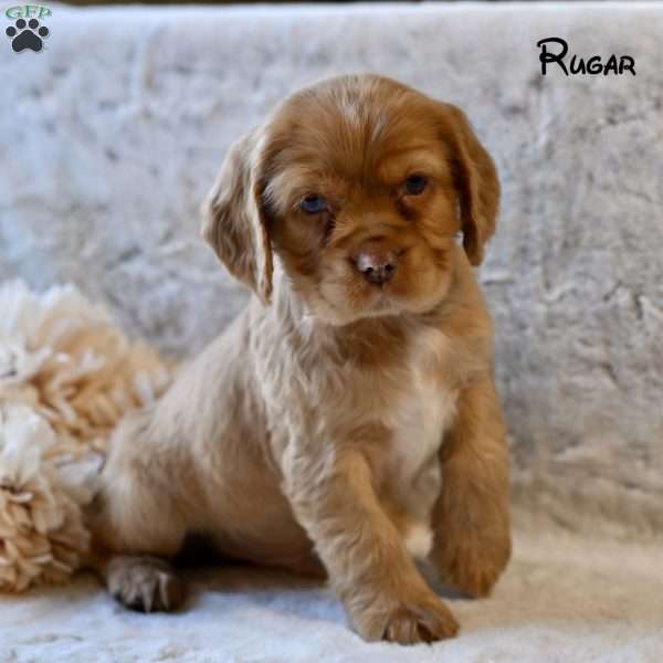 Rugar, Cocker Spaniel Puppy